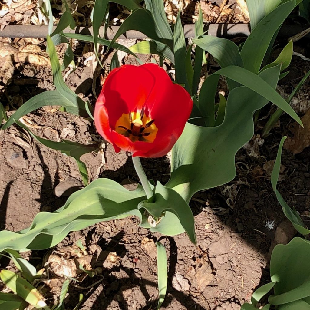 Photo of red tulip