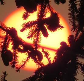 Sun glowing behind tree branches