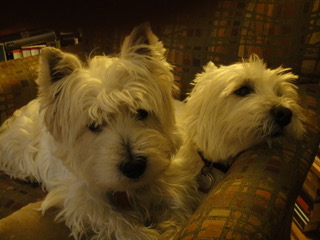 Two white Yorkie dogs cuddle on a plaid