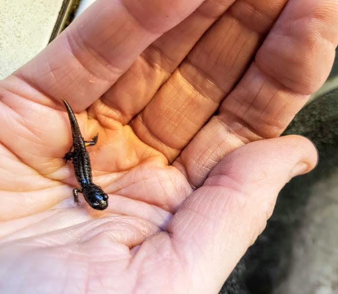 baby salamander sitting in cupped hand