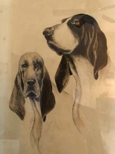 Drawing of two hunting hounds, one staring at the viewer, the other looking off-page