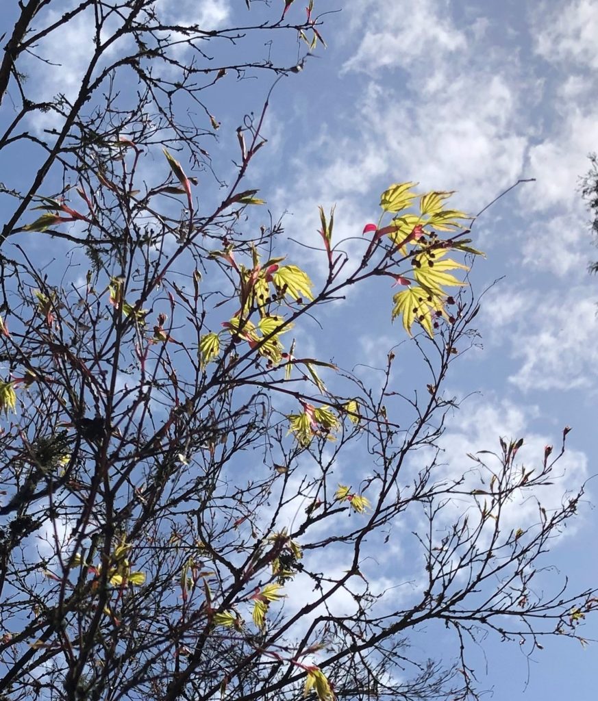 Budding tree limbs against a lightly clouded sky.