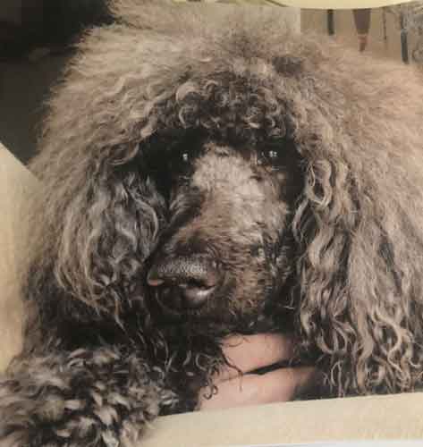 Photo of Gracie Allen, a brown standard poodle